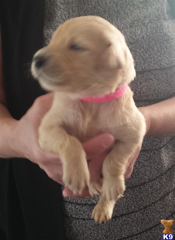 Nala’s Puppies Picture 3